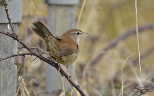 Cetti's Warbler