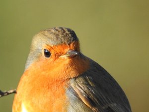 Robin close up