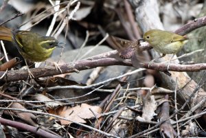 Scrubwrens having a tussell over a juicy big moth