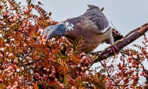 Wood Pigeon feeding on Rowan berries