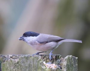 Marsh_Tit51