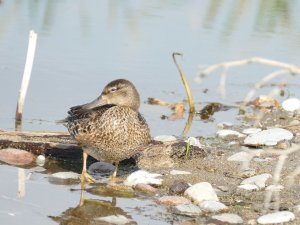 female blue winged teal barbed bill