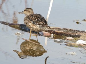 female blue winged teal reflecting