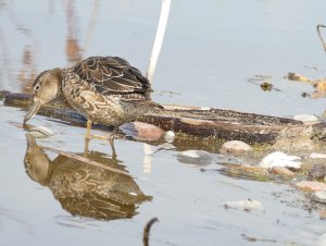 female blue winged teal dipping down