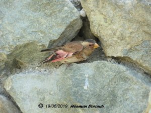 Eurasian Crimson-winged Finch , Male