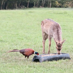 Pheasant