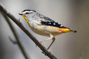 Spotted Pardalote