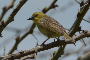 Southern Masked Weaver (non-breeding male)