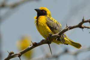 Village Weaver (southern race, breeding male)