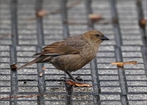 Shiny Cowbird (female)