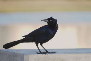 Grackle