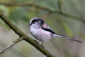 Long Tailed Tit