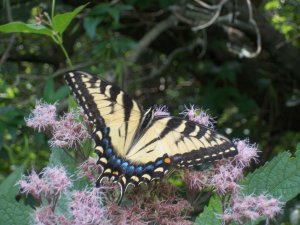 Eastern Tiger Swallowtail at Glenrouge Campground