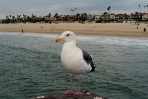 Sea Gull on Pier