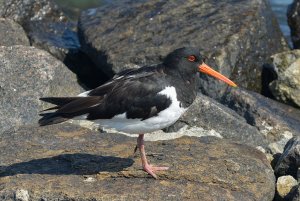 Eurasian oystercatcher