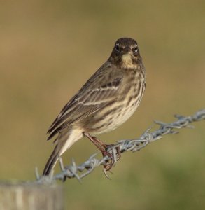 Rock Pipit