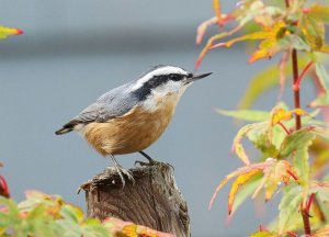 Red-breasted Nuthatch