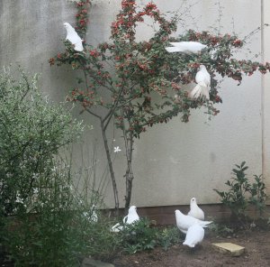 Stielbacht pigeons