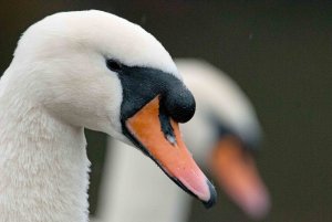 Mute Swan