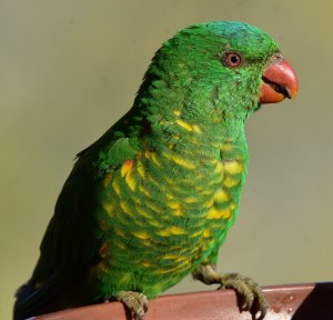 Scaly-breasted Lorikeet