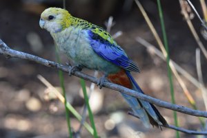 Pale-headed Rosella