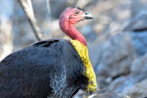 Australian Brushturkey