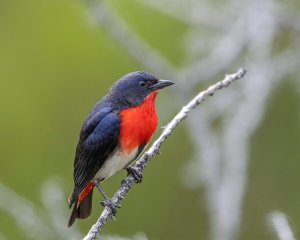 Mistletoebird