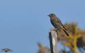 Black Redstart