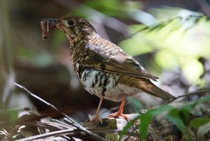 Russet-tailed Thrush