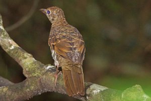 Bassian Thrush