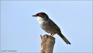 Sardinian Warbler