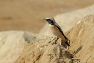 Desert Wheatear on the rocks