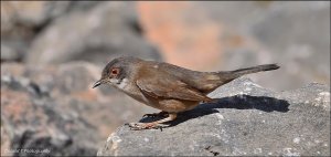 Sardinian Warbler ( Female )