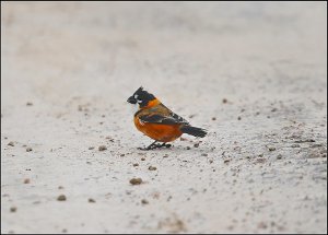 Rusty-collared Seedeater