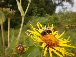 Bee on a Wild Sunflower