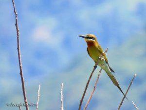 Blue-tailed Bee-eater