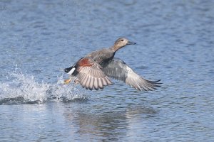 Gadwall