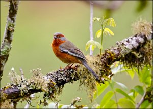 Rusty-browed Warbling Finch