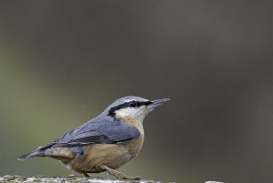 Nuthatch