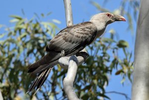 Channel-billed Cuckoo just arrived for summer