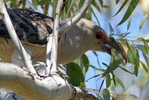 Channel-billed Cuckoo munching on a big fat insect