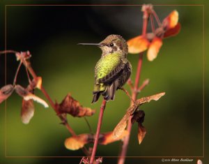 Anna's Hummingbird on Vine Maple