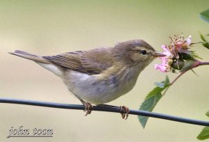 chiffchaff