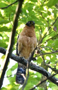 Collared Forest-Falcon