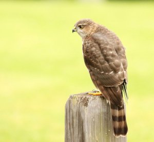 Sharp-shinned Hawk