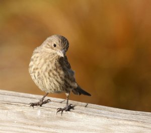 House Finch female