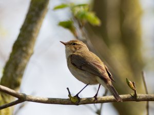 Chiffchaff