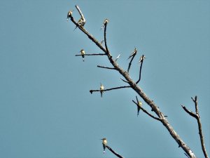 Blue-Tailed Bee-Eater