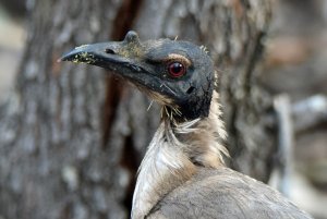 Mr Handsome - Noisy Friarbird