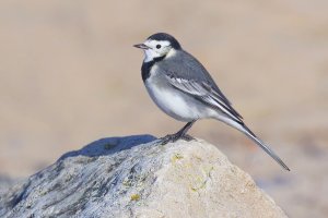 Pied Wagtail